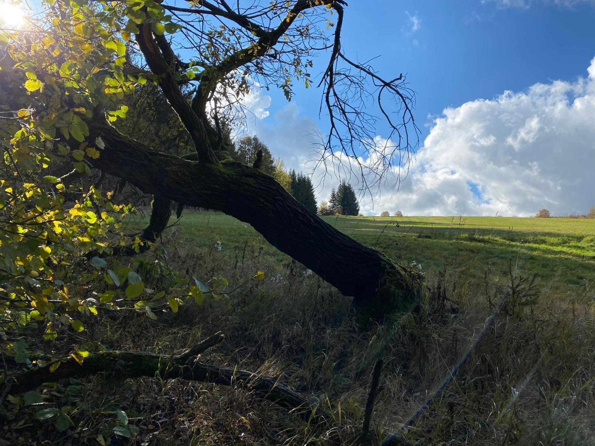 Zur Bergwiese 5 Sterne Appartementhaus Furstenau  Værelse billede